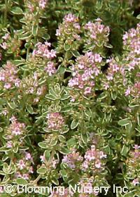 Thymus vulgaris 'Argenteus'              